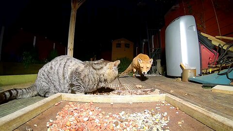 A cat that ate with a fox