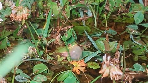 Squirrel Tree Frog Calling in Florida