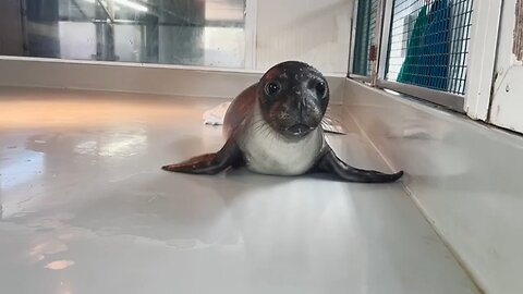 Mediterranean monk seal nursed back to health in Greece and released into the wild