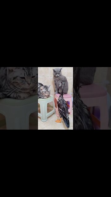 Funny Cats Videos 😸😸