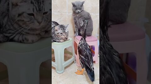 Funny Cats Videos 😸😸