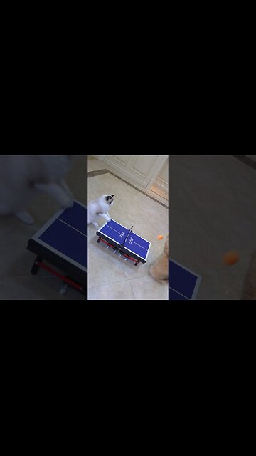 You two play ping pong Why am I hurt？