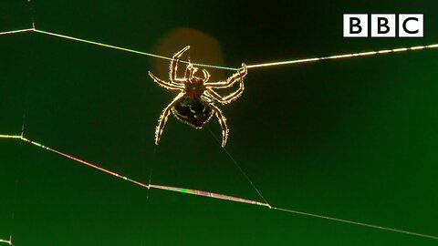Real-Life Spider Shoots Web 25 Metres Long