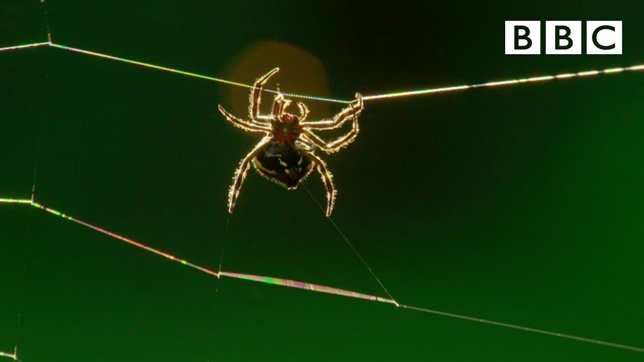 Real-Life Spider Shoots Web 25 Metres Long