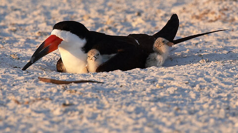 Black Skimmer Nesting Behavior 0007 6-6-2024