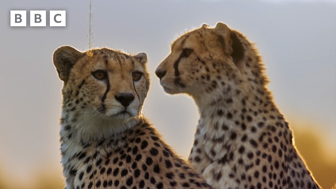 Are We Loving Cheetahs To Death
