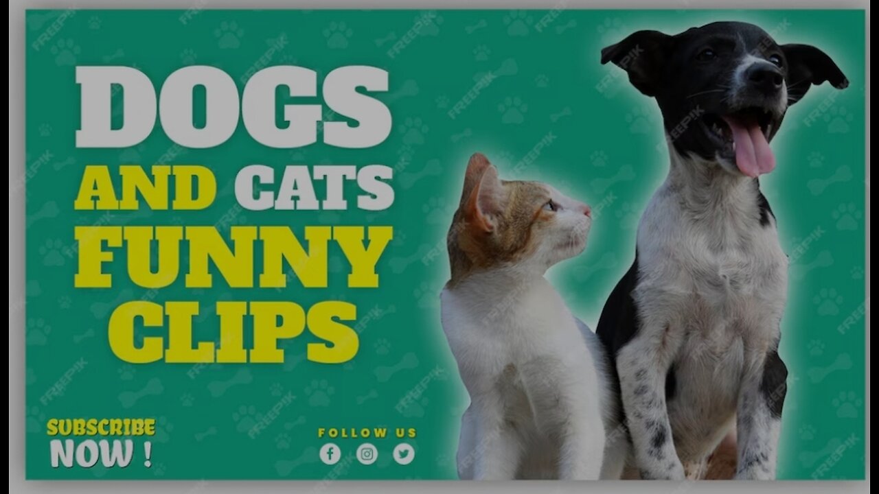 Funniest Animals & Cute Pets New Funny Cats & Dogs Videos