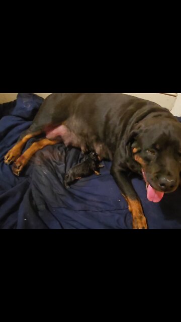 Her Puppies HEAD BIG 😍