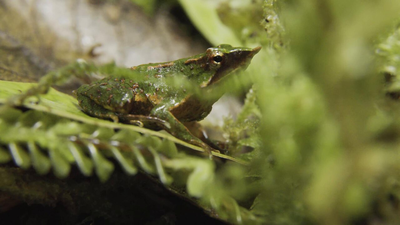 A Leap of Hope: Rescuing Darwin’s Frogs from Extinction