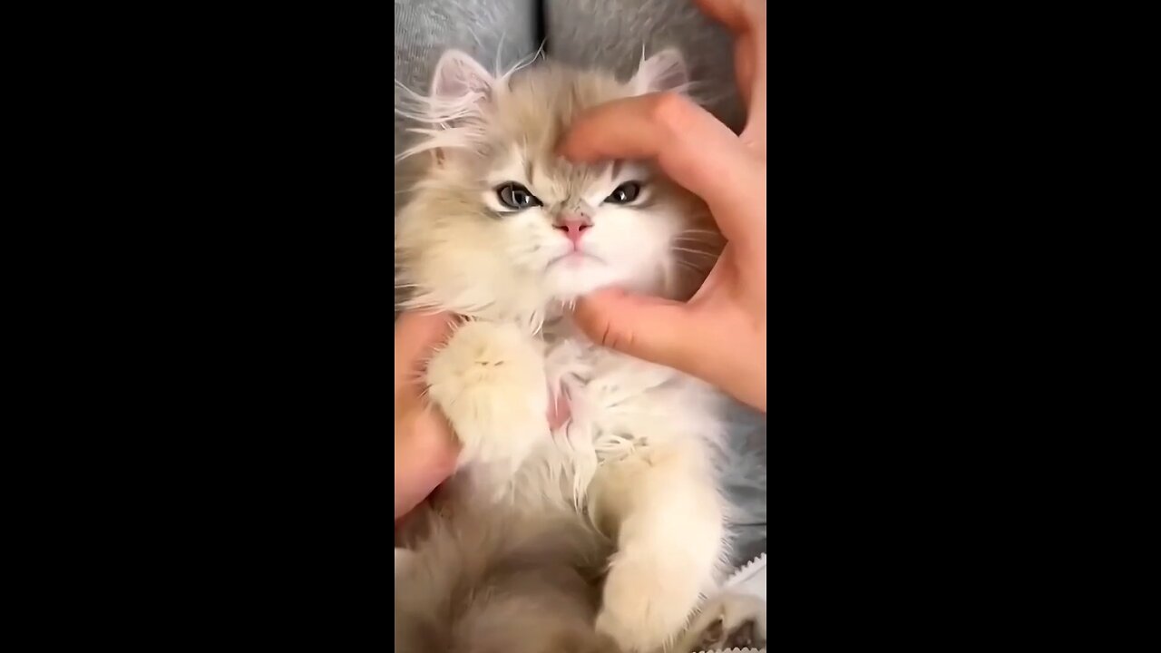 Funny cute cat compilation🤣😁😁🤣🤣