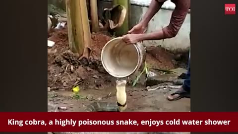 🐍 Watch: King Cobra Enjoys Cold Water Shower by Times of India 🌧️💦