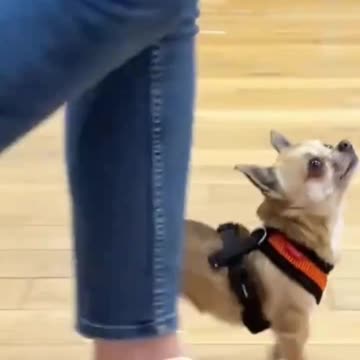 Synchronized walks 😊