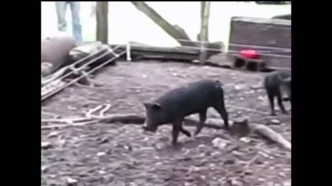Animals Getting Shocked with Funny Sound Effects!!