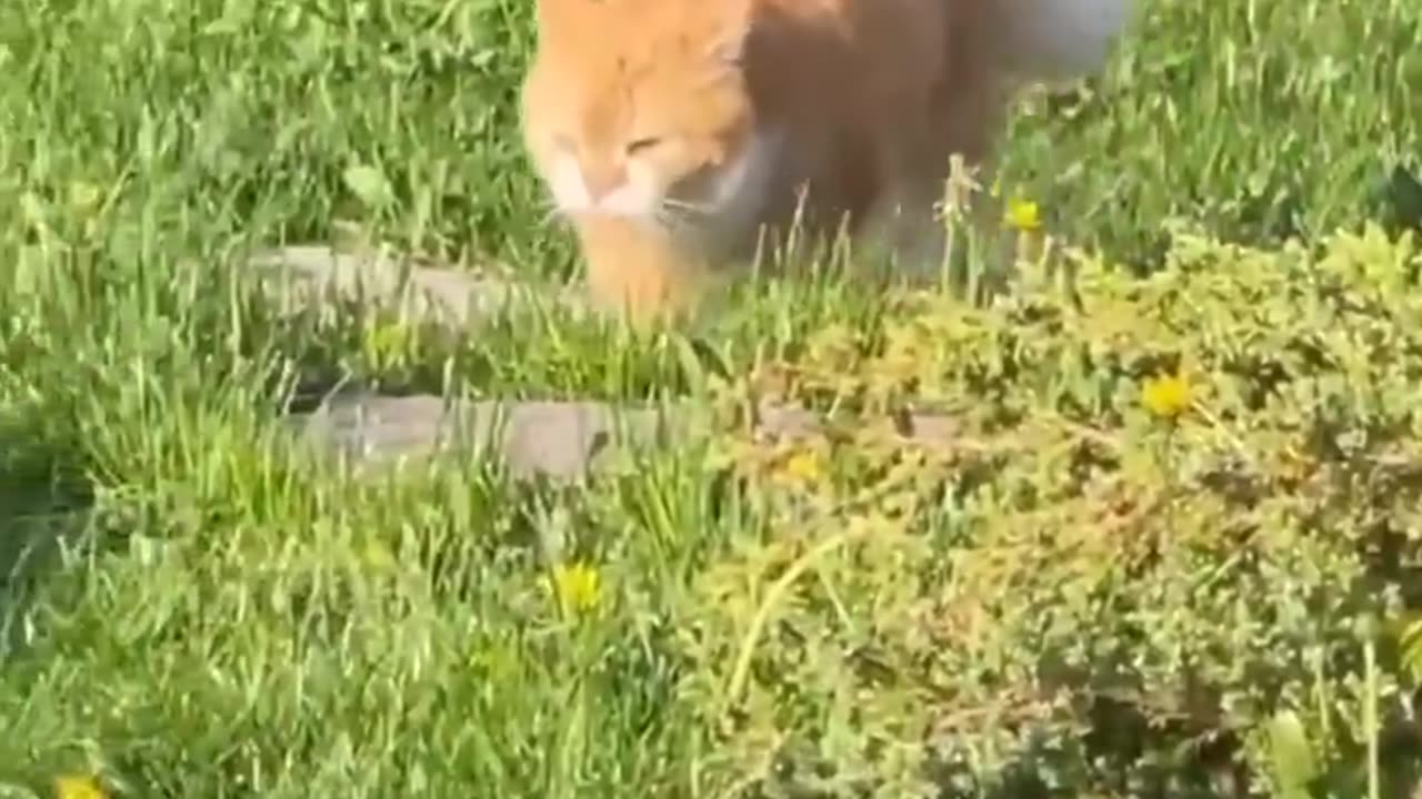 Morning walk ☀🐈