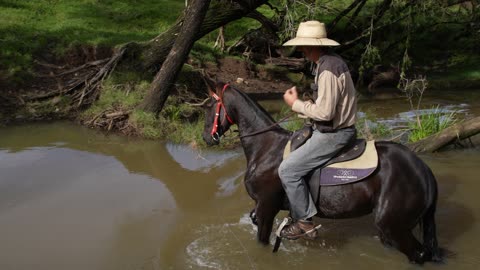 Australian Stock Horse in Australia