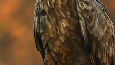 Eagle birds video