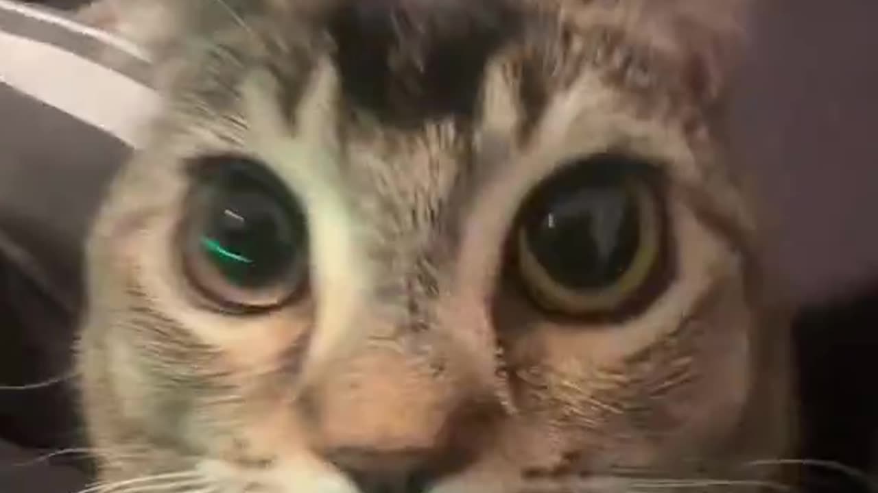 Bro this is the most cat looking cat