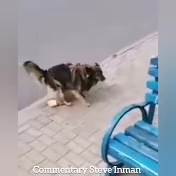 Another example of why dogs are smarter than most humans