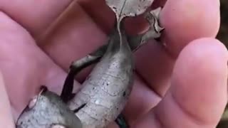 Tree leaf gecko