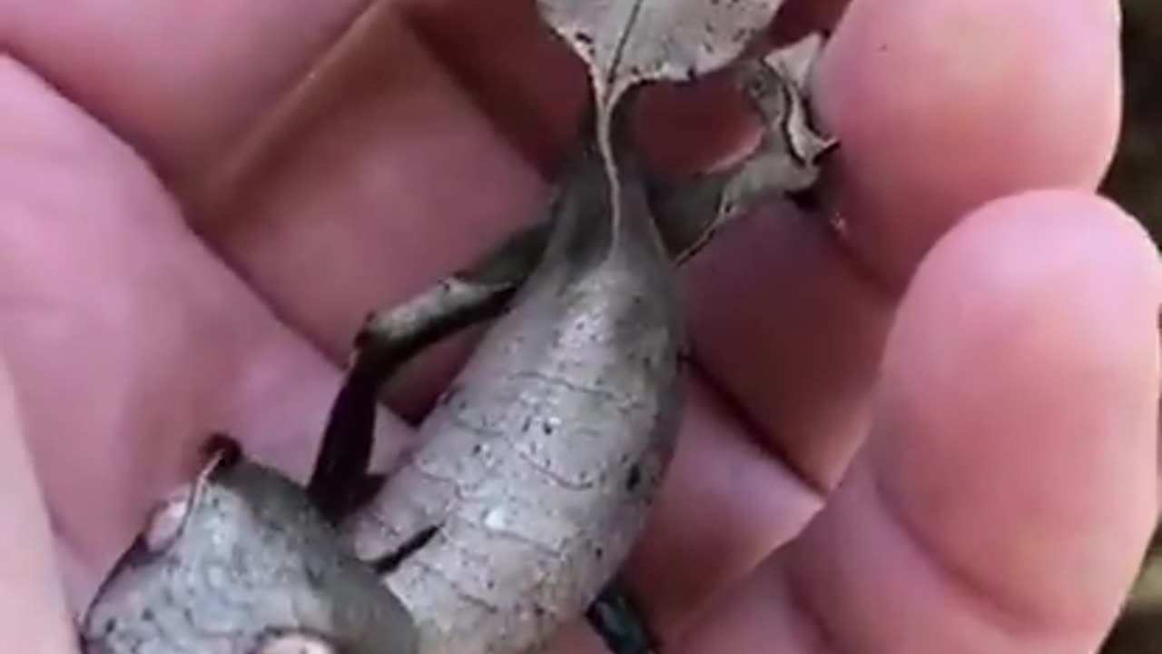 Tree leaf gecko