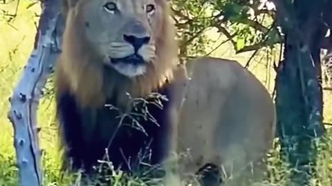 The Lion, the King of the Jungle