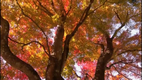 にっぽん巨樹の旅ミニ 「神様の木に会う 領家のモミジ」(岐阜・郡上大和)（5分）