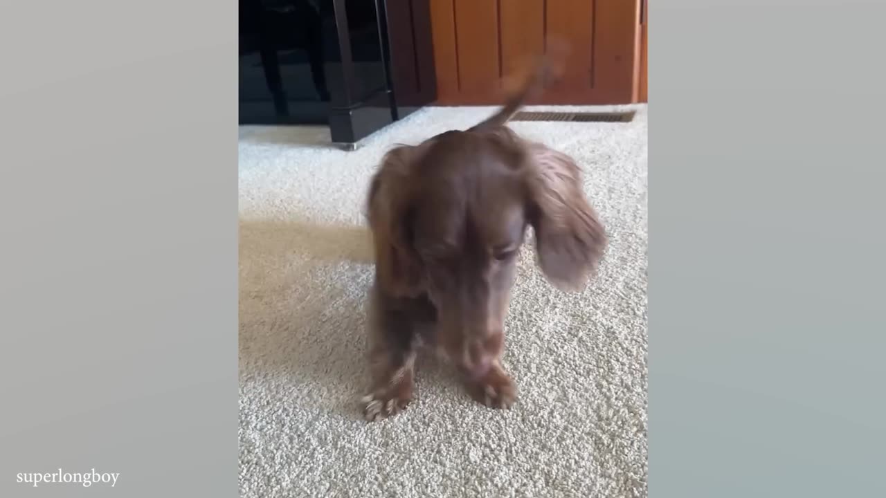 Funniest DOGS videos That's freaking out internet 😂