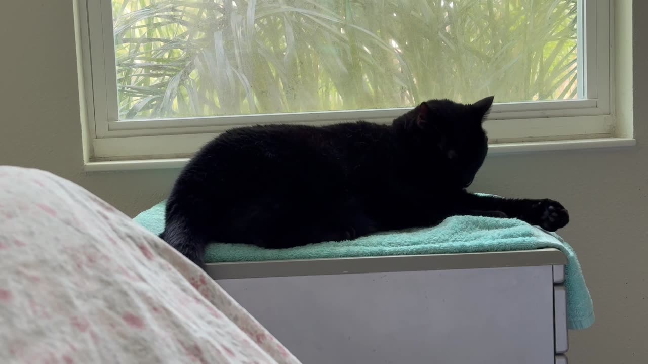 Cute Precious Piper Hangs Out in Her Spa - Adopting a Cat from a Shelter Vlog