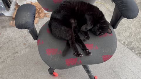 Cute Precious Piper Demonstrates How to Sleep in the Office - Adopting a Cat from a Shelter Vlog