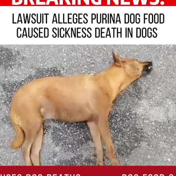 Die Sammelklage eines US-Hundehalters sorgt beim Schweizer Nestlé-Konzern für Ungemach.