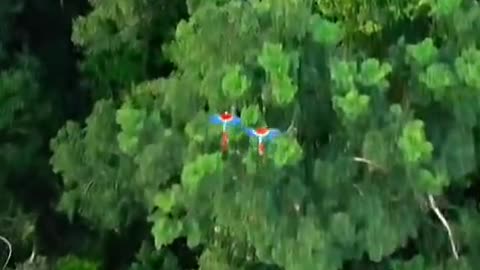 It’s so beautiful. A pair of macaws are flying above.