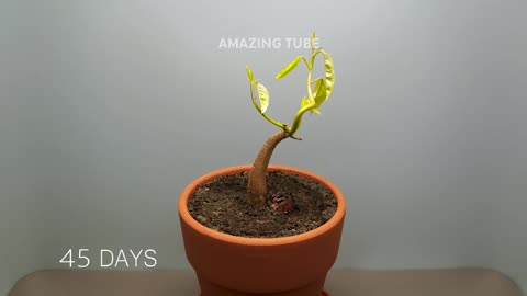 "Durian Tree Growing from Seed - 120 Days Time-Lapse!"