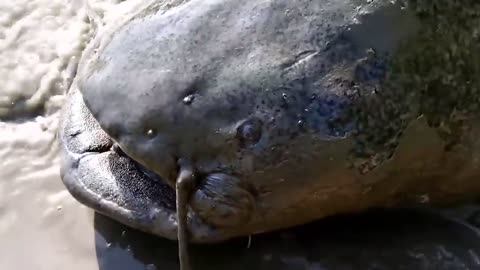 Lucky Fisherman Caught Something Incredible