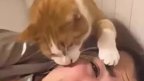 funny cat