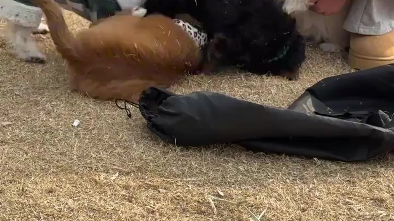 Adorable Puppy Watching a Show