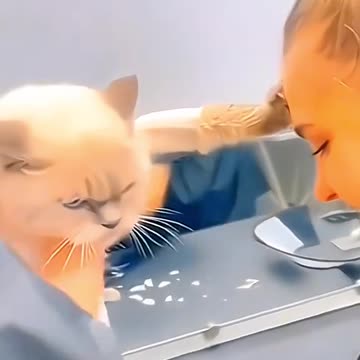 Funny angry cat