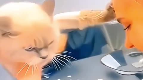 Funny angry cat