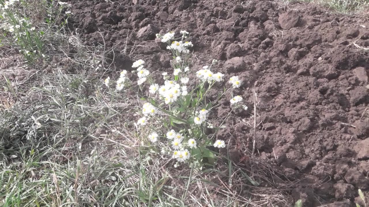 Wild flowers in September