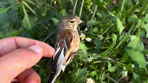 Bird Can Really Sleep on Leaf's #birds