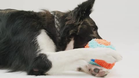 Relax and Unwind with Dog Therapy Videos