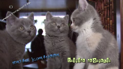 British Shorthair, Brits korthaar kittens
