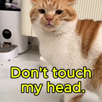 Don't touch my head.
