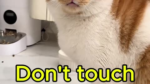 Don't touch my head.