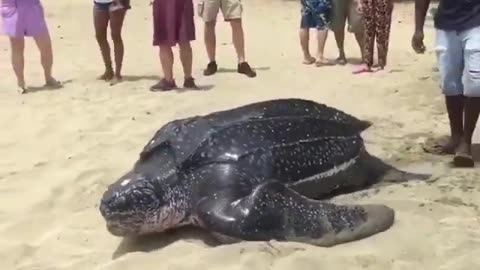 Sea Giant