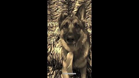 German Shepherd funny jokes