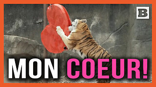 Mon Coeur! Chicago Zoo Animals Play with Heart Toys for Valentine's Day