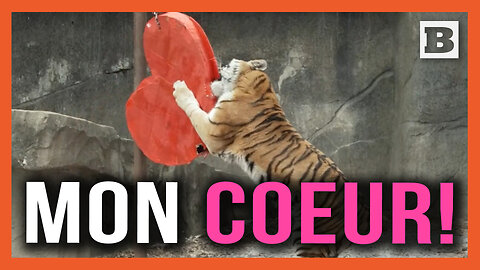 Mon Coeur! Chicago Zoo Animals Play with Heart Toys for Valentine's Day