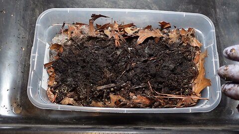 Red Wiggler Mushroom Substrate Test Bin #gardeningwithbarchuckin