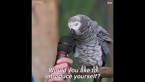 Talking Parrot