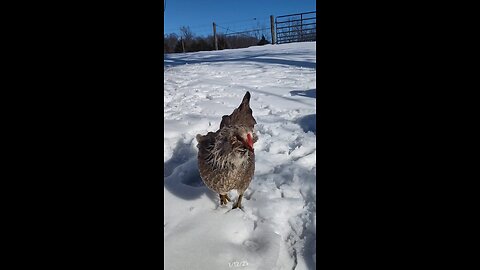 The hens were eating snow.